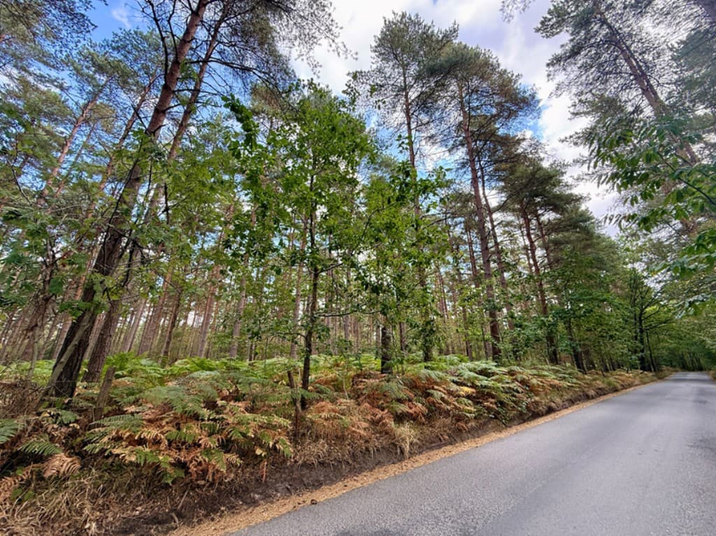 Broadview Wood and Broadstring Wood, Lodge Lane, Tunbridge Wells TN3 9NZ: Over 13.5 Acres Of Woodland 1