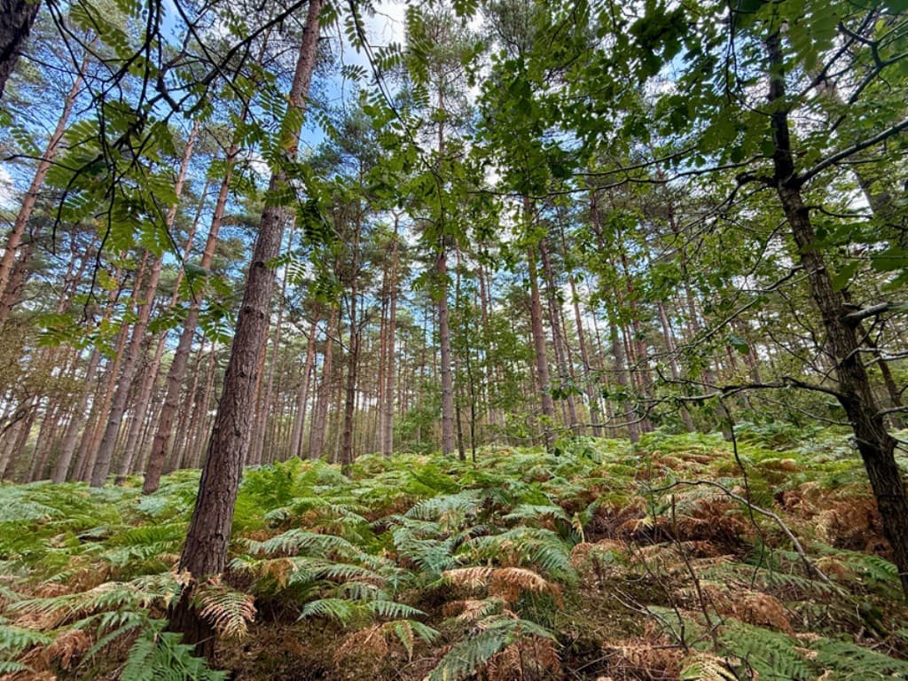 Broadview Wood and Broadstring Wood, Lodge Lane, Tunbridge Wells TN3 9NZ: Over 13.5 Acres Of Woodland 2