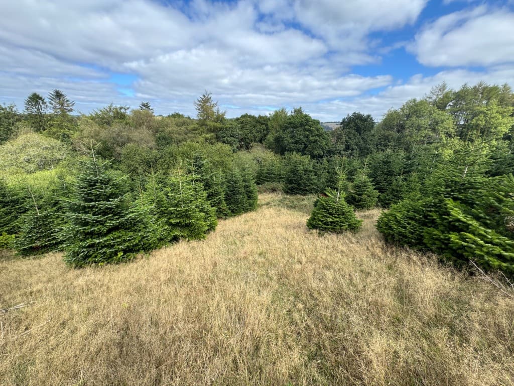 Christmas Tree Plantation, Higher Grants, Exebridge, Dulverton TA22 9BE: Freehold Site Extending To Almost Eight Acres 1