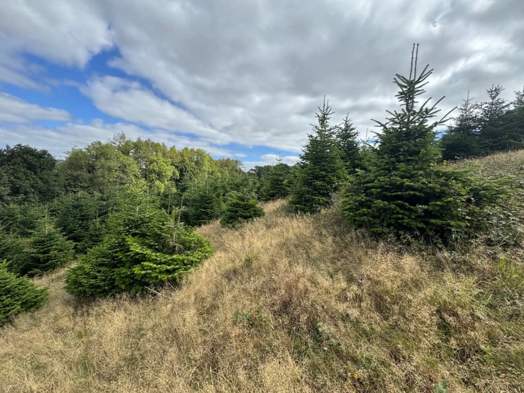 Christmas Tree Plantation, Higher Grants, Exebridge, Dulverton TA22 9BE: Freehold Site Extending To Almost Eight Acres 2