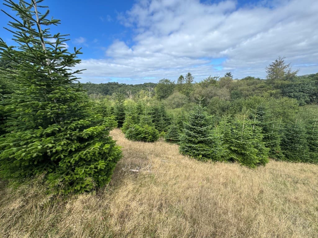 Christmas Tree Plantation, Higher Grants, Exebridge, Dulverton TA22 9BE: Freehold Site Extending To Almost Eight Acres 3