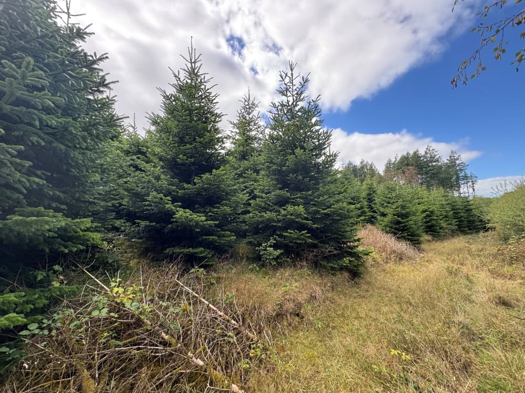 Christmas Tree Plantation, Higher Grants, Exebridge, Dulverton TA22 9BE: Freehold Site Extending To Almost Eight Acres 5